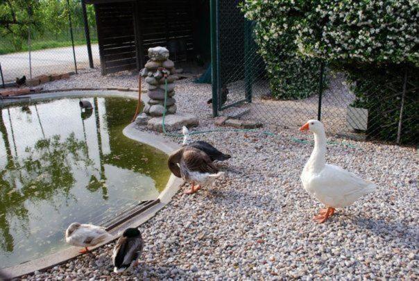 Locanda Al Convento Favaro Veneto Bagian luar foto